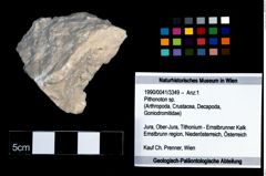 Foto (Objekt + Etikett) von Pithonoton sp.  (NHMW-GEO-1990-0041-3349)